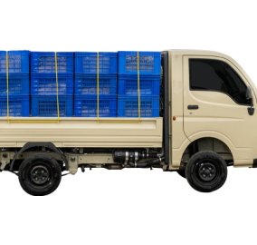 Ace Gold Plus5